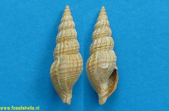 Pisanella pulcherrima