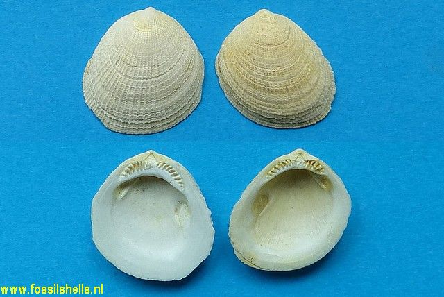 Limopsis maccoyi