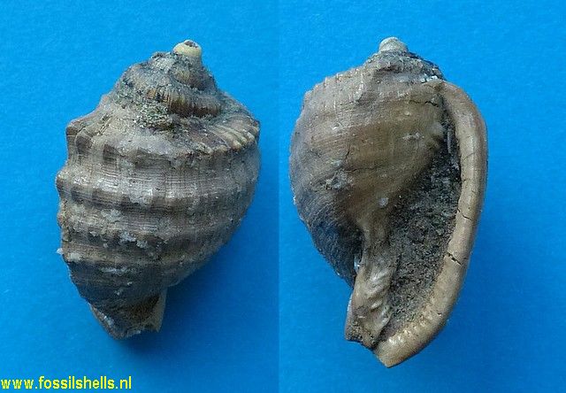 Hypocassis exigua