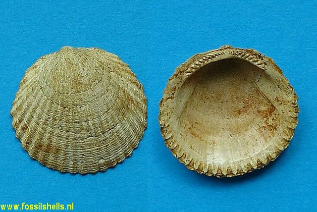 Tucetona gunyoungensis
