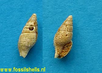 Mitrella species