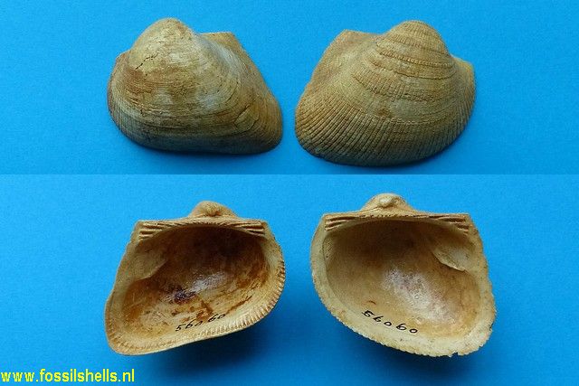 Cucullaea corioensis