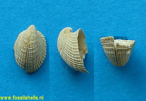 Emarginula species