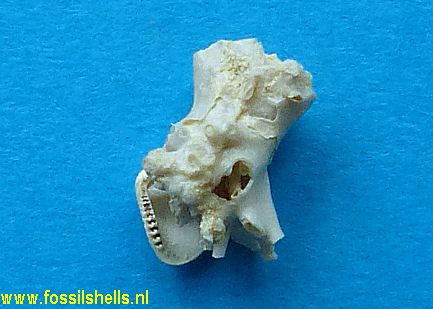 Clavagella species