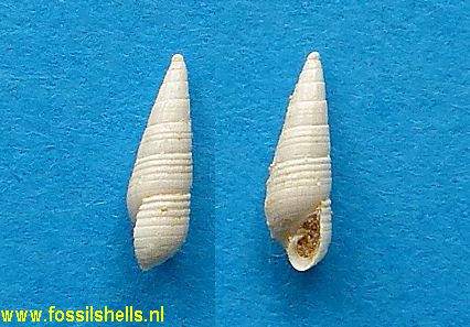 Odostomia species
