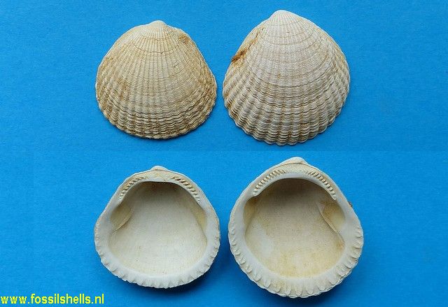 Tucetona species