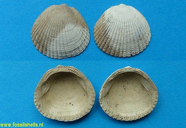 Tucetona species