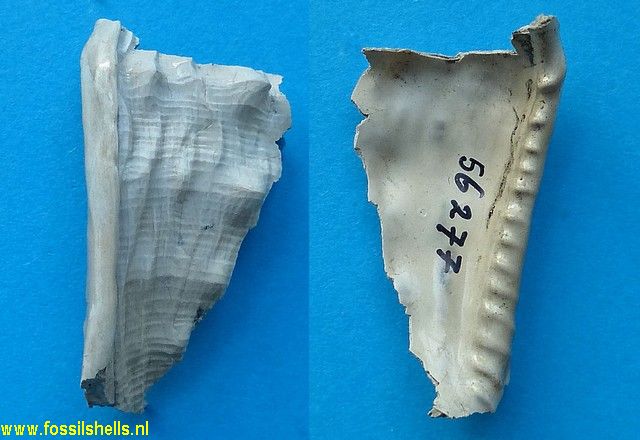 Hypocassis exigua