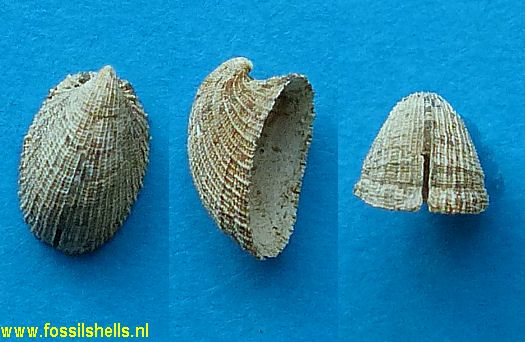 Emarginula species