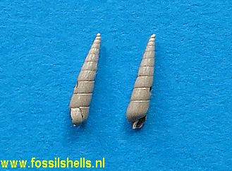 Eulimella species