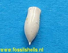 Vaginella species
