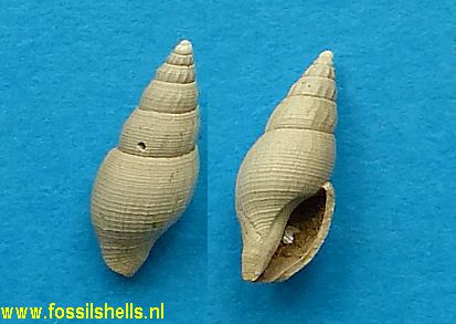 Mitrella species