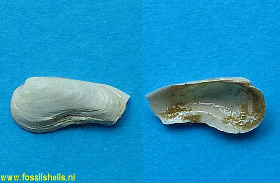 Clavagella species