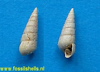 Pyramidella species