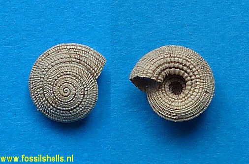 Architectonica species