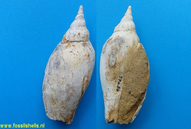 Alcithoe species