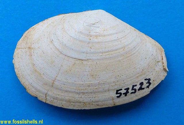 Tellina species