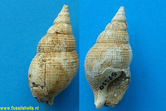Buccinulum species