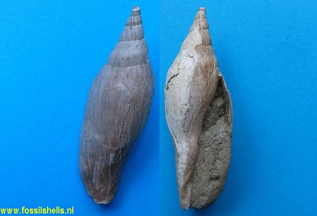 Spinomelon species