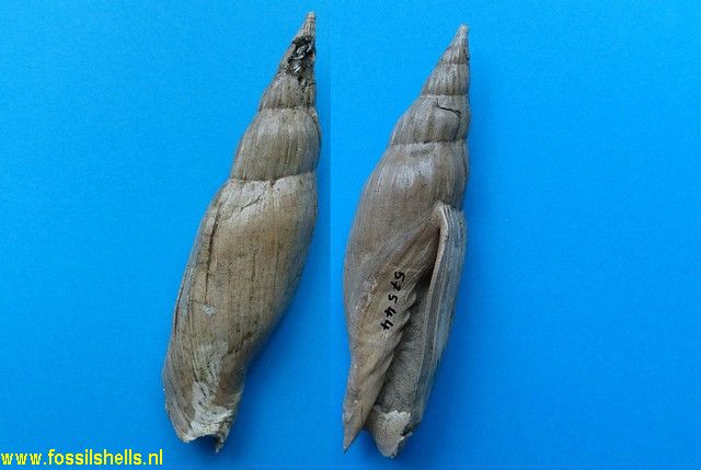 Spinomelon species