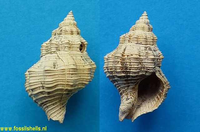 Austrofusus affiliatus