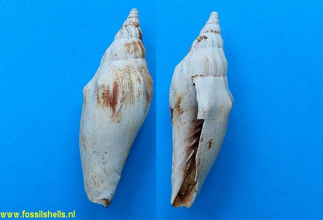 Alcithoe species