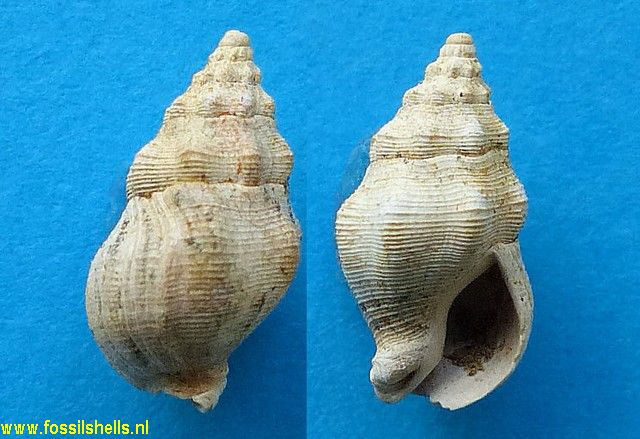 Cominella species