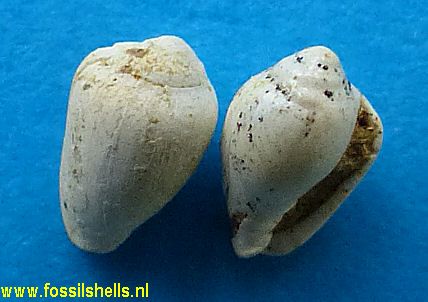 Marginella species