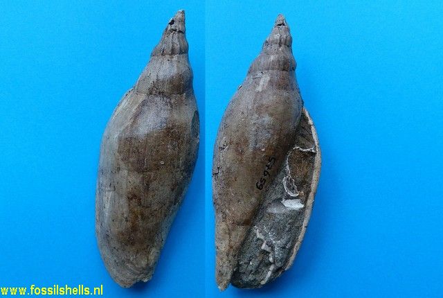 Spinomelon parki