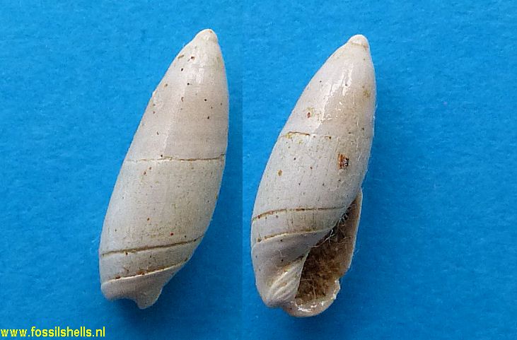 Olivella species