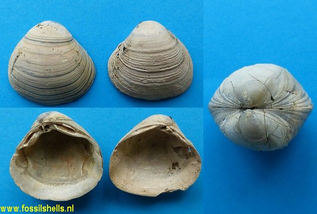 Maorimactra chrydaea