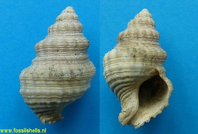 Austrofusus species