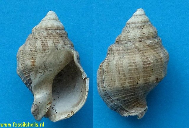 Zelandiella subnodosa