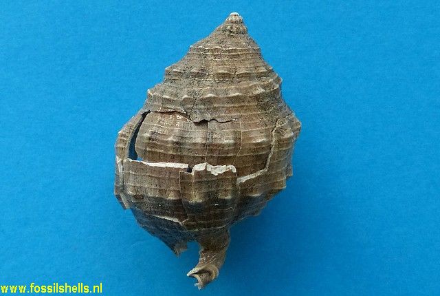 Zelandiella species