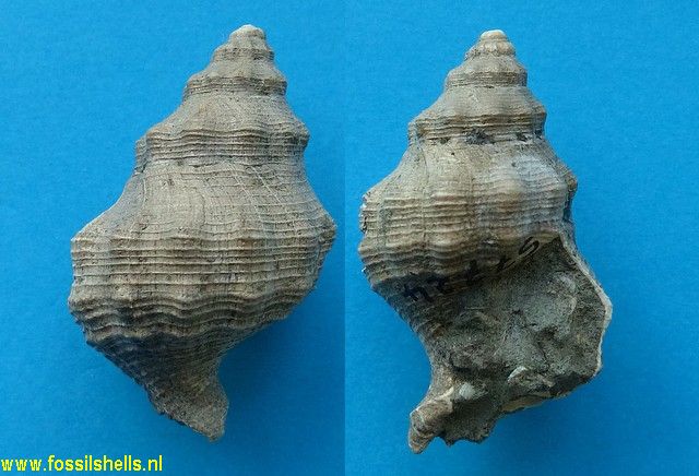 Austrofusus spiniferus