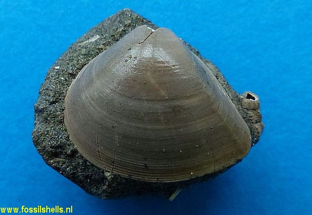 Spisula species
