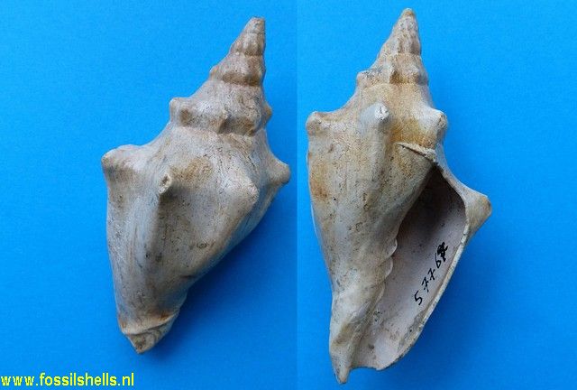 Alcithoe turrita