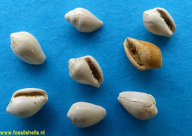 Marginella species