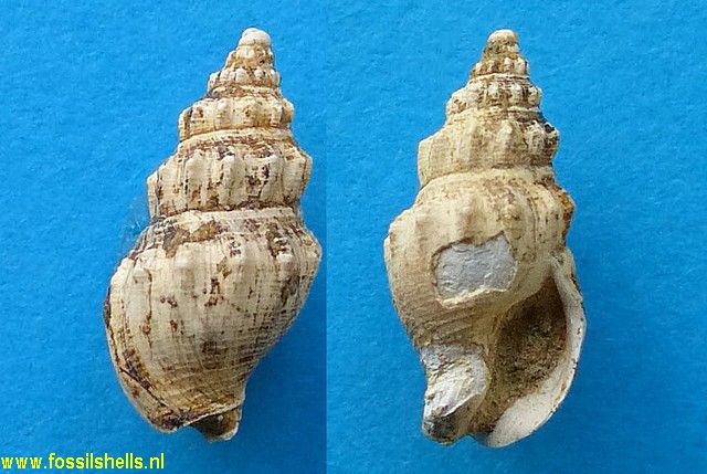 Cominella species