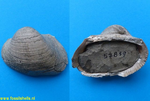 Cucullaea species