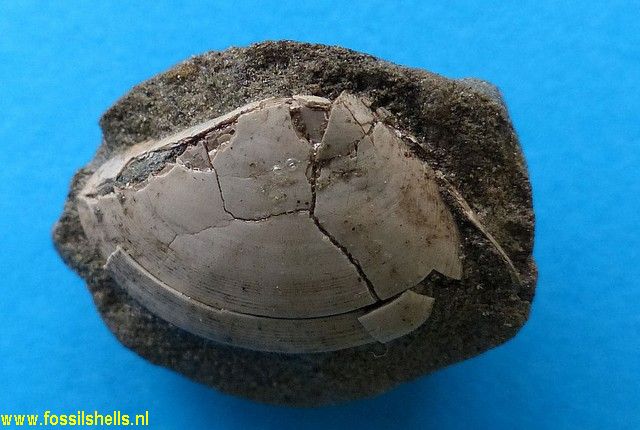 Scalpomactra species