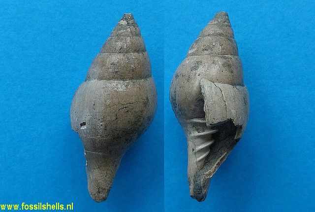 Volutomitra banksi