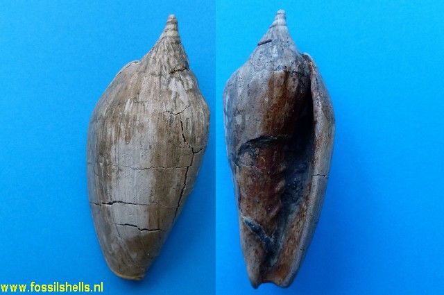 Alcithoe species
