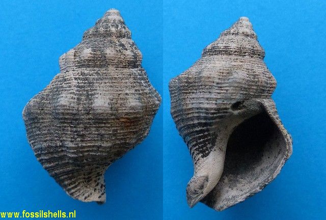 Austrofusus valedictus