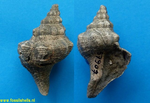 Penion species