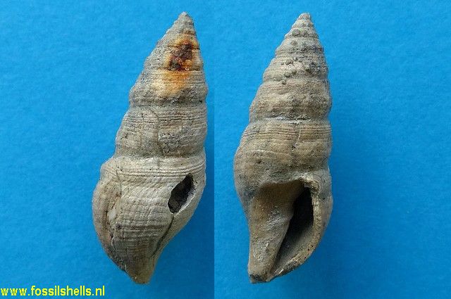 Cominella species