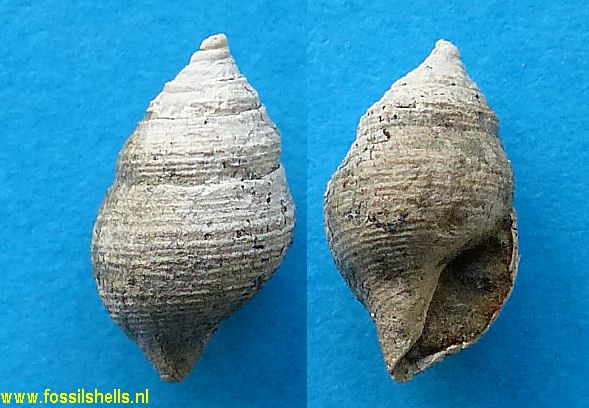 Cominella species