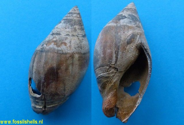 Amalda novaezelandiae