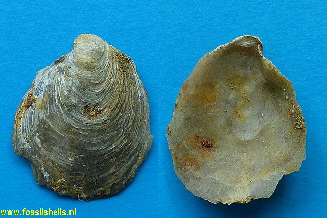 Ostrea species