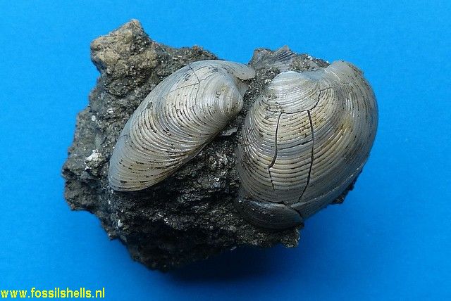 Pitar concinnus
